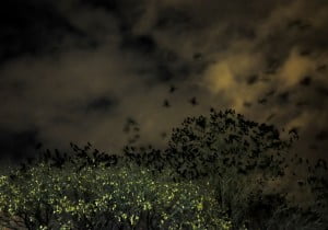 sfw_crows-dscf1684