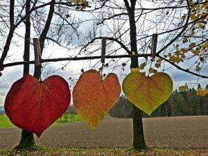 red, orange, and yellow heart shaped leaves hanging on a clothesline
