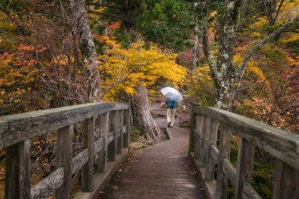 bridge photo
