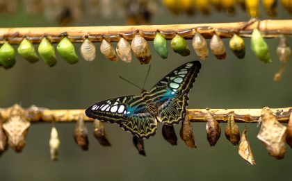 butterfly and cocoon